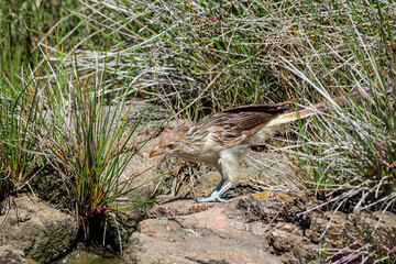 Guira Cuckoo (Guira guira) in park, Montevideo, Uruguay