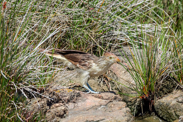 Guira Cuckoo (Guira guira) in park, Montevideo, Uruguay