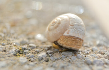 Close up of a snail on a rocky surface with nice soft background.