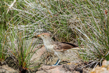 Guira Cuckoo (Guira guira) in park, Montevideo, Uruguay