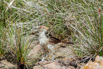 Guira Cuckoo (Guira guira) in park, Montevideo, Uruguay