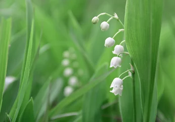 Poster Lily of the valley (Convallaria majalis), blooming in the spring forest, close-up © dinanana