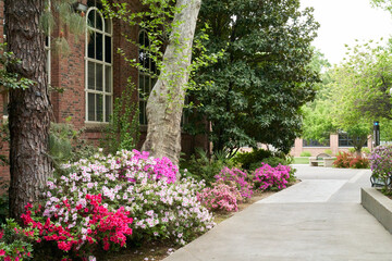 Chico University Path in the Park with Flowers and Trees
