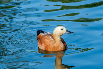Ruddy Shelduck (Tadorna ferruginea) in park, Moscow, Russia