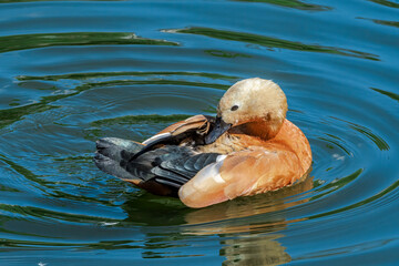 Ruddy Shelduck (Tadorna ferruginea) in park, Moscow, Russia