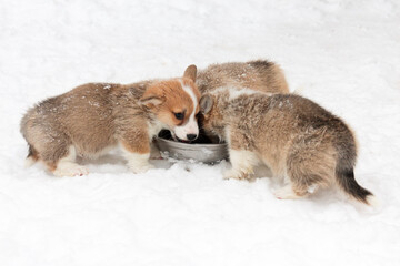 welsh corgi puppies eat from a bowl