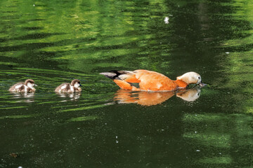 Ruddy Shelduck (Tadorna ferruginea) with ducklings in park, Moscow, Russia