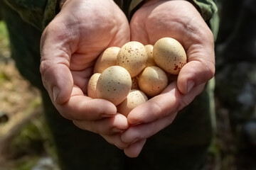 Fototapeta premium Hands of a man close-up holding eggs of a wild bird. A man helps future chicks, keeping the bird clutch. Forester's work.