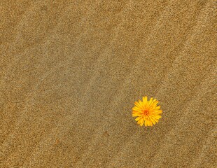 flower on the sand
