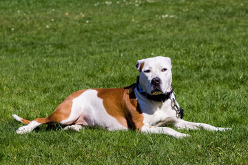 Fototapeta Portret psa TTB Amerykański Staffordshire terrier brązowy obraz