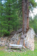 Hiking on the Adolf Munkel Hiking trail in South Tyrol (Südtirol) Dolomites | Tree ingrown into a boulder