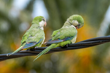 Monk Parakeets (Myiopsitta monachus) in park, Buenos Aires, Argentina