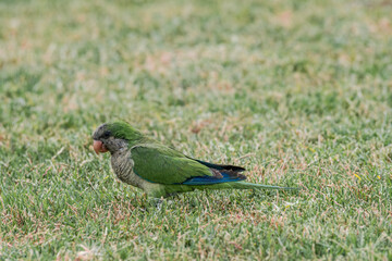 Monk Parakeet (Myiopsitta monachus) in park, Buenos Aires, Argentina
