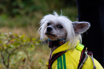 Fototapeta portret psa Grzywacz chiński ubrany w kurtkę  obraz