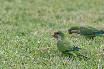 Monk Parakeets (Myiopsitta monachus) in park, Buenos Aires, Argentina