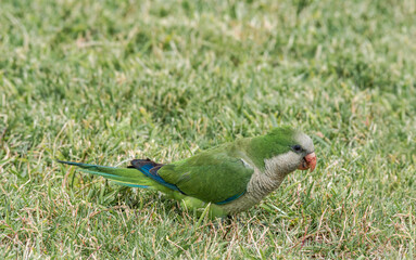 Monk Parakeet (Myiopsitta monachus) in park, Buenos Aires, Argentina