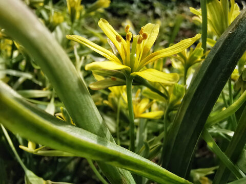 Selective focus shot of a blooming gagea lutea flower