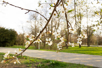 white fllowers of cherry blossom in spring  city park