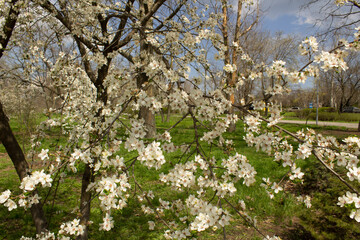 white flowers of blooming cherry tree in spring city park