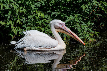 Great White Pelicans (Pelecanus onocrotalus) on lake