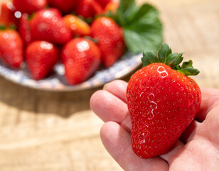New harvest, hand with one ripe red sweet strawberry ready to eat
