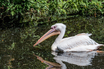 Great White Pelican (Pelecanus onocrotalus) on lake