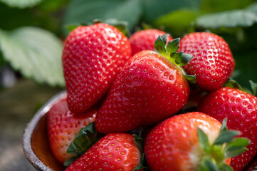 New harvest of ripe red sweet strawberry on farmer fiels and green leaves of strawberry plants close up