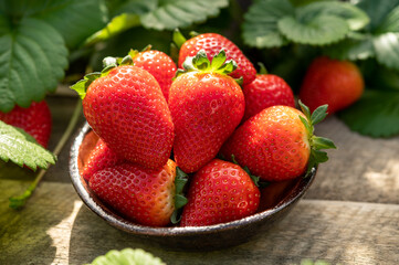 New harvest of ripe red sweet strawberry on farmer fiels and green leaves of strawberry plants close up