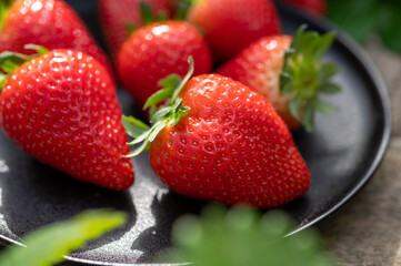New harvest of ripe red sweet strawberry on farmer fiels and green leaves of strawberry plants close up
