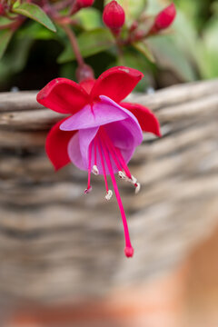 Colorful blossom of fuchsia decorative plant growing in hanging basket in garden