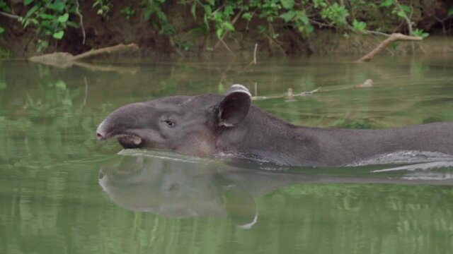Baird's tapir
