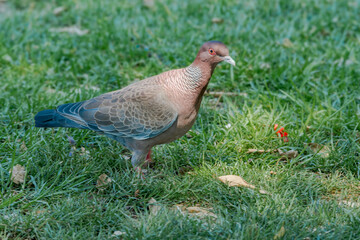 Picazuro Pigeon (Patagioenas picazuro) in park, Buenos Aires, Argentina