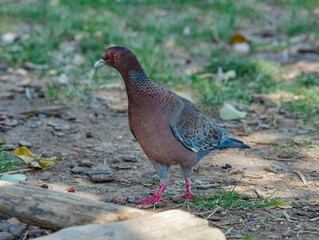 Picazuro Pigeon (Patagioenas picazuro) in park, Buenos Aires, Argentina