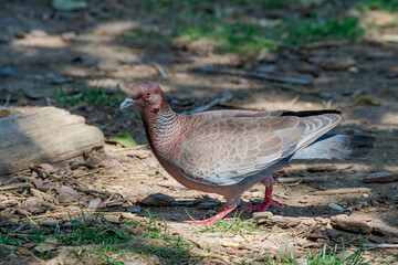 Picazuro Pigeon (Patagioenas picazuro) in park, Buenos Aires, Argentina