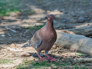 Picazuro Pigeon (Patagioenas picazuro) in park, Buenos Aires, Argentina