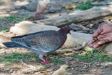 Picazuro Pigeon (Patagioenas picazuro) in park, Buenos Aires, Argentina