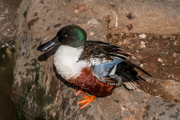 Obraz premium Northern Shoveler (Anas clypeata) drake in park