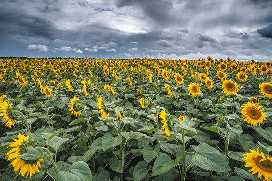 Sunflower field at the sunset dramatic sky