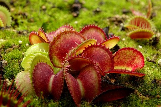 Carnivorous Plant (Venus Flytrap)