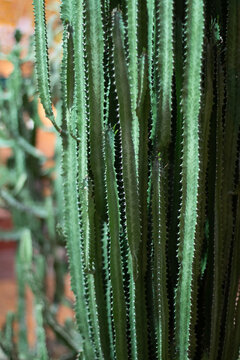 Natural background. Euphorbia stems, succulent.