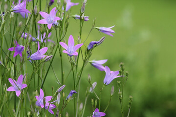 Obraz na płótnie Canvas Elegant purple bellflower in a summer field