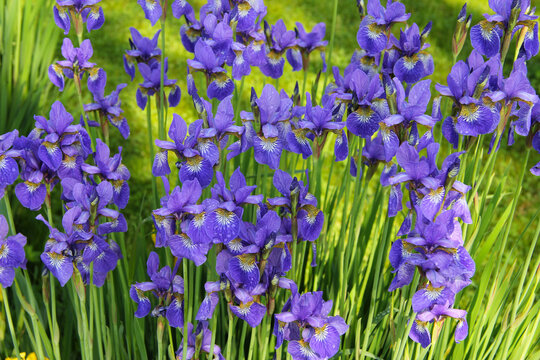 Abundant flowering of bright blue irises in the summer garden