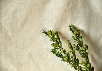Floral background with copy space and textile texture, stem with leaves lies on fabric
