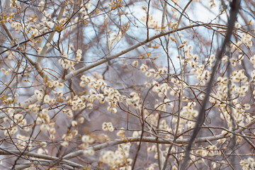 Blooming willow on the bushes.