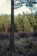 large old tree in the forest