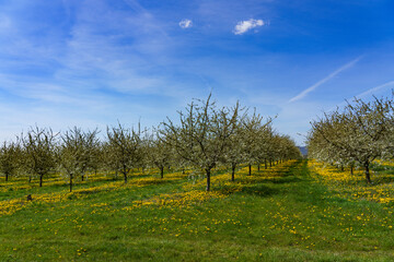 Fototapeta na wymiar trees in the spring