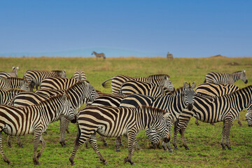 Fototapeta na wymiar Zebra herd