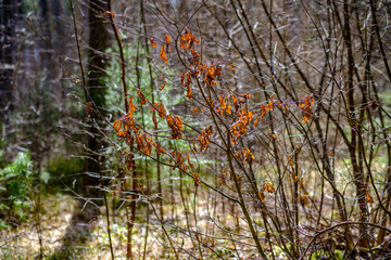 natural summer forest lush with bushes, tree trunks and moss