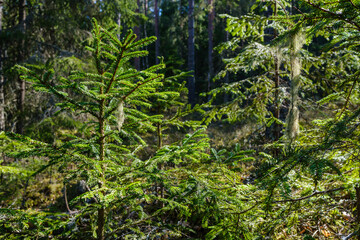 natural summer forest lush with bushes, tree trunks and moss