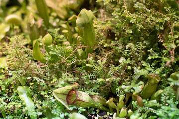 Garden of carnivorous plants. Ecosystem.